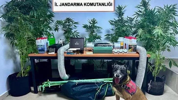 Evinde uyuşturucu yetiştiren öğretmene adli ve idari soruşturma