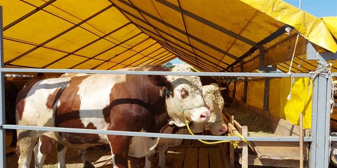 Kurbanlık Fiyatı Geçen Yıla Göre Yüzde 35 Arttı