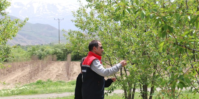 Profesörden 40 binin üzerinde vişne ağacı ile ekonomiye katkı