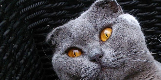 Kedi Evden Kaçtı: Bulunmazsa Eşi Boşanacak