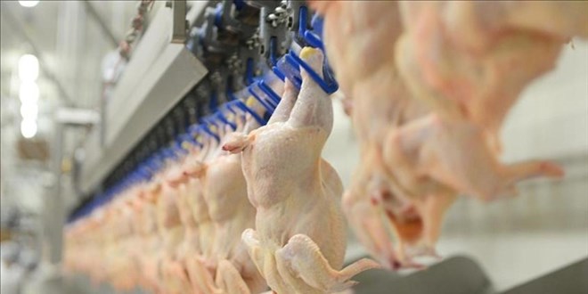 Tavuk eti üretimi martta arttı