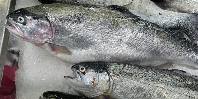 Doğu Karadeniz'den 35 Milyon Dolarlık Türk Somonu İhracatı