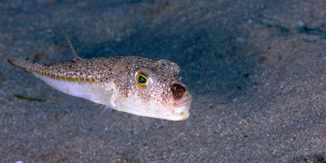 Balon balığı avcılığına yönelik destekleme tutarı artırıldı