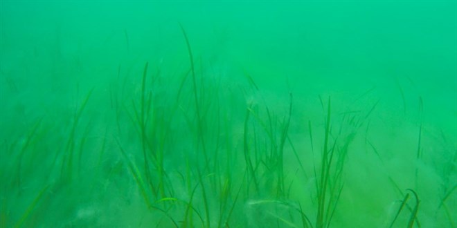 İstanbul Boğazı'nda Müsilaj Alarmı: Deniz Çayırları Tehlikede!