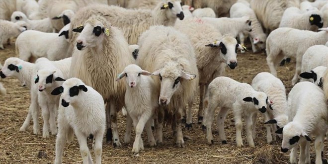Küçükbaş Hayvan Sayısı Artacak, Et Fiyatları Ucuzlayacak