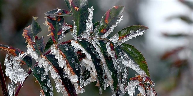 TBMM Zirai Don Komisyonu Öneri Paketi Hazırlayacak