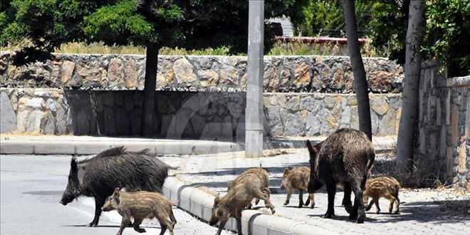 Şehir Merkezlerine İnen Yaban Domuzlarına Karşı Harekete Geçildi!