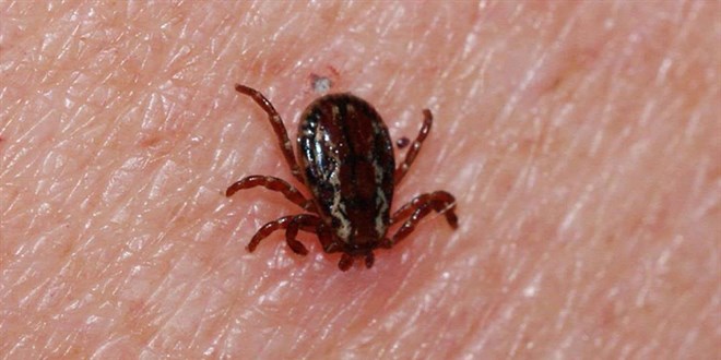 Sivas Valiliği'nden 'kene' uyarısı