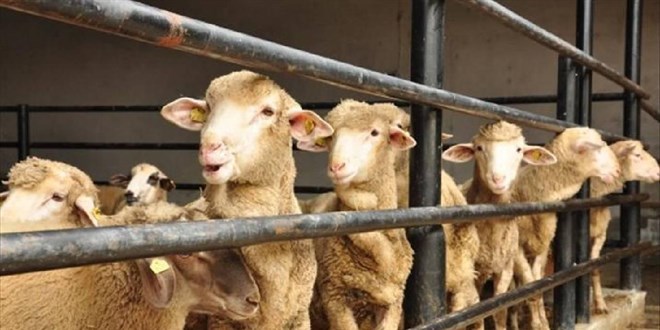 Kurban Bayramı Tatili 9 Gün Olacak Mı?