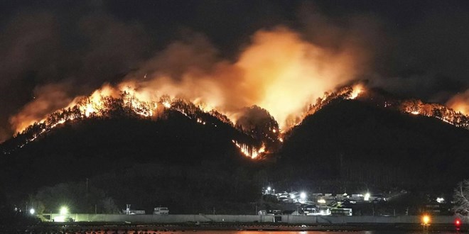 Orman yangınlarında küresel kriz: Dünya Genelinde İtalya Büyüklüğünde Alan Kaybedildi