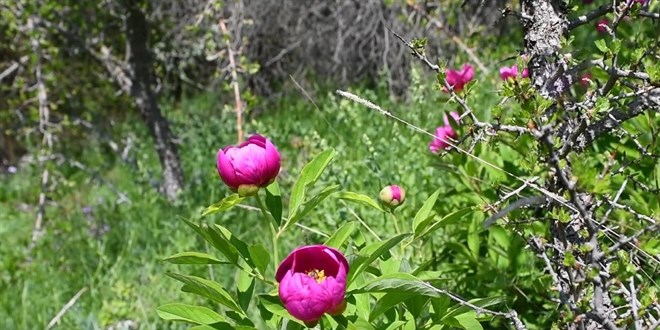 Bu Çiçeği Koparmanın Cezası: 557 Bin TL