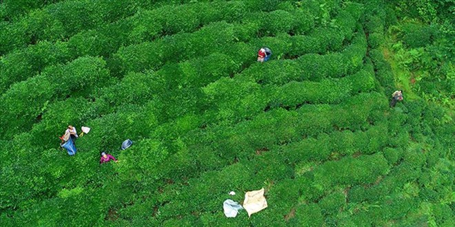 Ocak-nisan döneminde çay ihracatı 5,5 milyon doları aştı