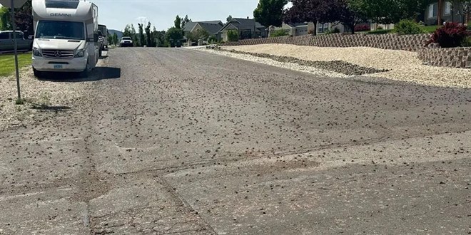 Böcekler kenti istila etti: Kar küreme araçları devrede