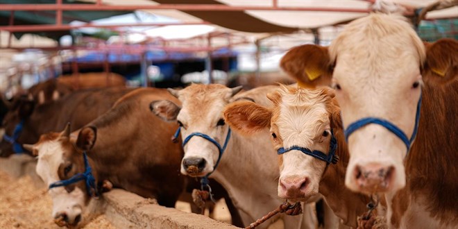 Hayvancılık Projelerine 3,6 Milyar Lira Hibe Desteği Açıklandı