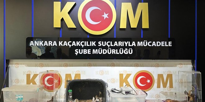 Yasa Dışı Hayvan Ticareti Operasyonunda 12 Şüpheli Gözaltında