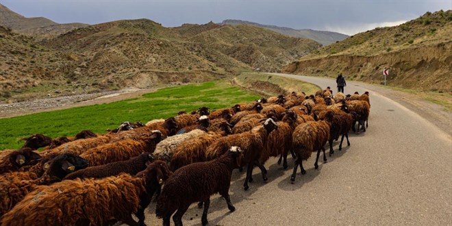 Türkiye, Büyükbaş ve Küçükbaş Hayvan Varlığında Zirvede