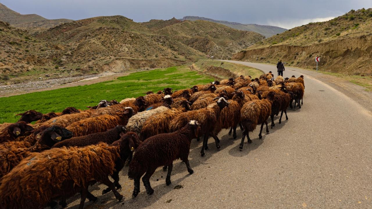 Türkiye, Büyükbaş ve Küçükbaş Hayvan Varlığında Zirvede