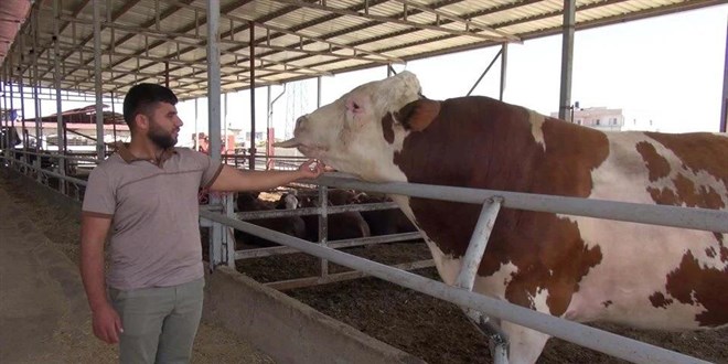 1 ton 400 kiloluk boğa alıcısını bekliyor