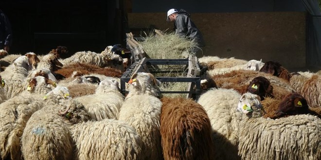 Bunlar da üniversiteli kurbanlıklar