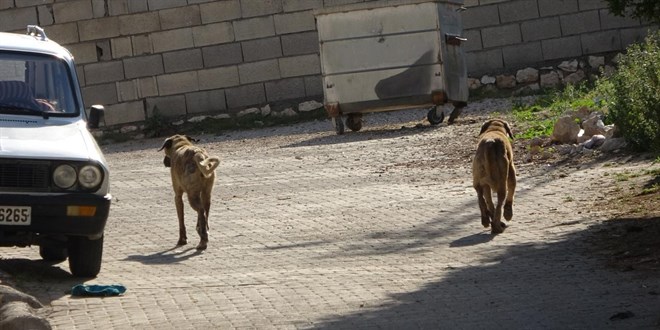 Çorum'da başıboş köpeğin saldırısına uğrayan çocuk yaralandı