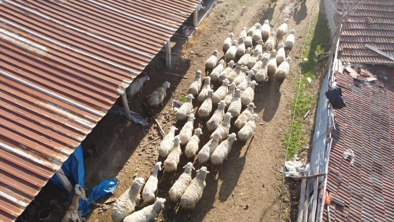 3,8 Milyar TL Küçükbaş Hayvancılık Desteği Ödemesi Başladı