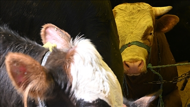 Hakem heyetinden 3 günde ölen danalar için kapora iadesi kararı